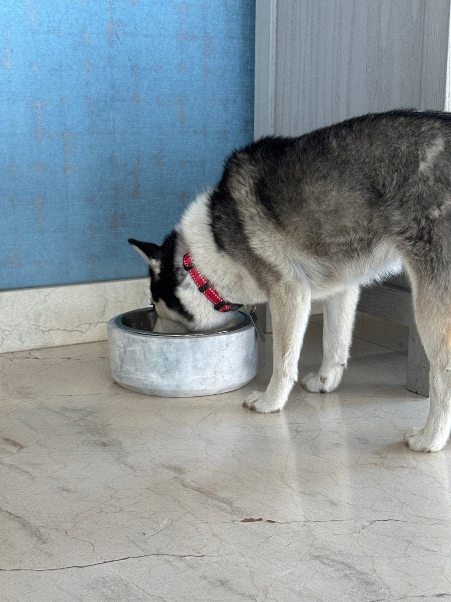 Plato de Mármol para Perro - Arte Guillomé